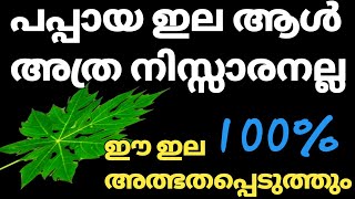 പപ്പായ ഇല കൊണ്ട് ഇങ്ങനെ ഒന്ന് ചെയ്തു നോക്കൂ ഞെട്ടിപ്പോകുംCleaning Ideas  Jobysdreamworld [upl. by Nnylkcaj]