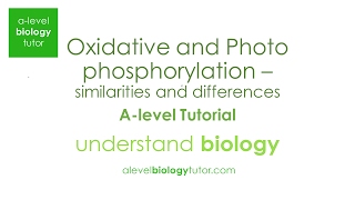 Chemiosmosis Oxidative and Photophosphorylation Alevel 2017 papers guide on my website [upl. by Lief]