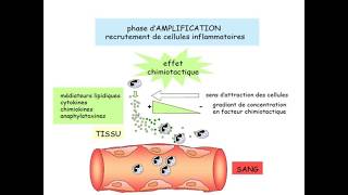 La réaction inflammatoire cours dimmunologie 2 [upl. by Gregoire104]