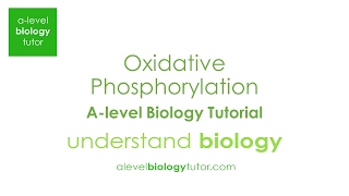 Oxidative phosphorylation BY4 WJEC Alevel Biology 2017 papers guide on my website [upl. by Ynaffets529]