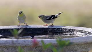 Goldfinches at the bird bath [upl. by Vivle]