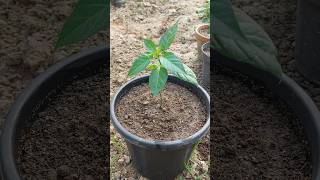 How to Grow Chilli Plants at Home [upl. by Laural]