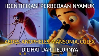 Identifikasi perbedaan nyamuk aedes anopheles mansonia culex dilihat dari telur [upl. by Selrhc]