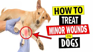 How to Treat Minor Wounds in Dogs  Treat Dogs Wounds [upl. by Ahsiam]