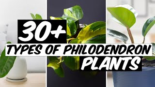 32 Types of Philodendron Plants  The Planet of Greens [upl. by Askari]