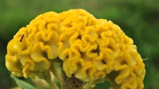 CocksComb  Velvet Celosia Flower [upl. by Gnirol]