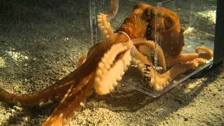 Octopus escaping through a 1 inch diameter hole [upl. by Euqinorev]