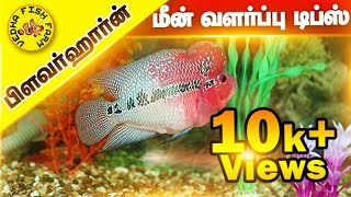 Flowerhorn tips for beginers tamil flowerhorn baby care tamil [upl. by Trabue]