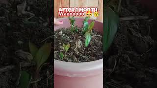 Dracaena plant care gardening viralvideo [upl. by Loralyn400]