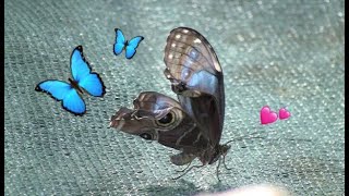 Morpho  From chrysalis to butterfly  We rescued a butterfly that fell out of the chrysalis [upl. by Feingold774]