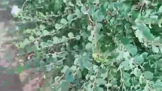 لمن لا يعرف فوائد نبتة الكبار او القبار Capparis spinosa [upl. by Liba658]