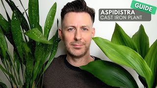 Aspidistra Cast Iron Plant Care Guide and Growing Tips [upl. by Aryajay]