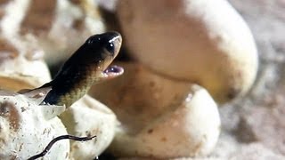 Egyptian Cobras Hatching 01  Dangerous Animals [upl. by Judd314]