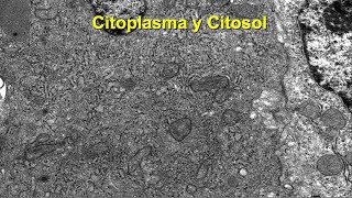 Citoplasma y Citosol [upl. by Ahsienom]