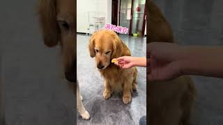 Are you so particular about being a dog Daily records of cute pets Videos of daily life of golden [upl. by Veejar]