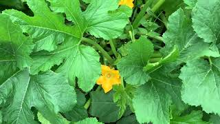 Tips for First Time Gardeners Why are my cucumber melon and squash flowers dropping [upl. by Anwaf]