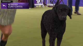 Retrievers CurlyCoated  Breed Judging 2024 [upl. by Harrat726]