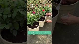 Remove pests from your flowering plants link product in Bio 🍀namrose garden greenrose [upl. by Darrel]