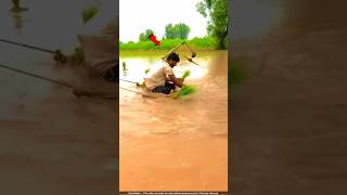 पाकिस्तान में धान की खेती करने का अनोखा तरीका 😨 paddy harvesting [upl. by Shiau895]