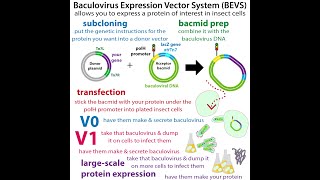 Baculovirus Expression Vector Systems getting insect cells to make protein for us [upl. by Ramiah]