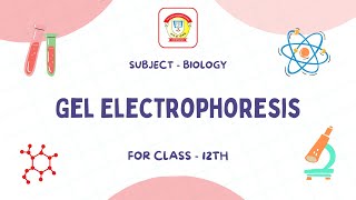 Gel Electrophoresis  Class 12 Biology  The Doon Grammar School [upl. by Annaoy]