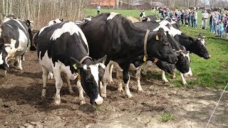 Vijftig koeien dansend de wei in bij het Biotel in Lievelde [upl. by Siladnerb38]