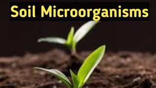 Soil MicrobiologySoil MicroorganismsImportanceTypesRohitMane Scientistracademy [upl. by Margarita]