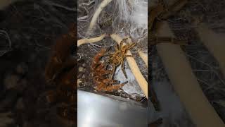 Pterinochilus murinus RCF Orange Baboon Tarantula Pairing [upl. by Leasia]