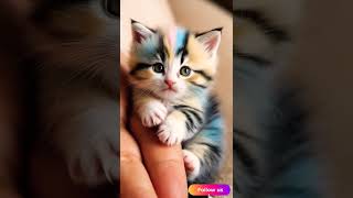 Cute Cat Colorful cute cutecat kitty shortvideo animals trending catvideos [upl. by Bilow]