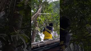 Unbelievable coconut tree climbing technique bangladesh coconut palmtree island [upl. by Frodin]