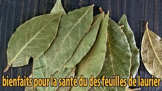 bienfaits pour la santé du des feuilles de laurier  conseils [upl. by Ilahtan]