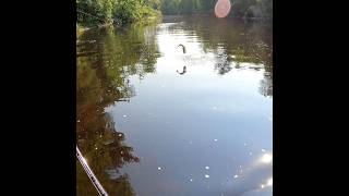 Whopper plopper crushed by PB smallmouth bass [upl. by Ailen666]