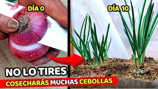 El MÉTODO más rápido para cultivar CEBOLLAS en CASA  Usa solo la base de una CEBOLLA [upl. by Ecinad645]