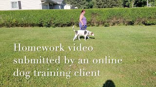 Tool to Help Reduce Dog Pulling on the Leash [upl. by Pelag]