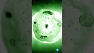 MITOTIC CELL DIVISION  CELL PROLIFERATION  CHAPTER 3 CELL BIO viral trending shorts neet [upl. by Ollehcram]