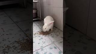 Cute rabbit whatsapp status shorts viral viral 🤣🤣🥰🤣 [upl. by Merilee]