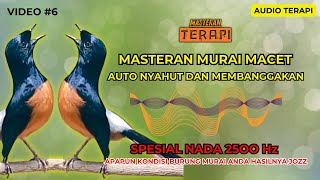 NADA 2500 Hz  MASTERAN MURAI TERBAIK  PANCINGAN MURAI MACET PALING AMPUH  AUTO NYAUT BUKTIKAN AJA [upl. by Sunev433]