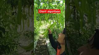 Giant Sigarilyas gardening famers agriculture famerlife cropproduction [upl. by Schaaff133]