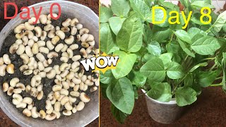 How to grow cowpea  Growing cowpea plants from seeds From days 08 [upl. by Thibaut]