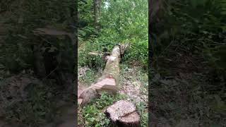 Dealing with a small hung up tree using hinge reduction and let it spin on its own weight 👍☕️😁🌲🪓 [upl. by Pedaiah]