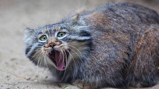 Meet the grumpiest Wild Cat Manul All About Pallass Cats [upl. by Enomar]