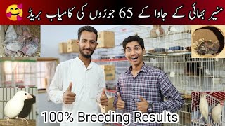 Visit Muneer Bhai 65 Pairs Java Sparrow Setup  Java Sparrow Breeding Progress  Birds [upl. by Jeanie]