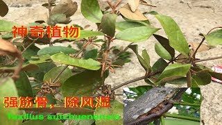 桑寄生的功效Rustyleaf Mistletoe  Benefits ofTaxillus sutchuenensis Scurrula ferruginea [upl. by Annawal]