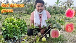 Red daimon guava plant available 7427924075 [upl. by Shalne]