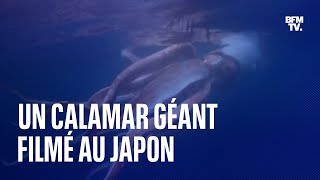 Les images impressionnantes dun calamar géant au Japon [upl. by Lanod]