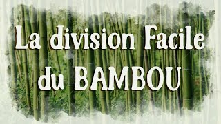 Comment Diviser les Bambous Facilement et Rapidement [upl. by Festa]