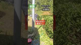 時間が足りないけど仕方がない 40代 シニア 生垣 剪定 10月 田舎 手入れ 実家じまい [upl. by Almena830]