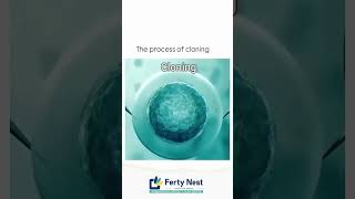 Cloning of embryos EmbryoCloning EmbryoSplitting ivf pregnancy pregnant baby ivfjourney [upl. by Elyrehc]