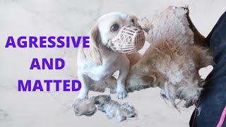 SHAVING A MATTED AND AGRESSIVE DOG  RURAL DOG GROOMING [upl. by Anitnatsnok]