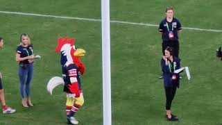 NRL Sydney Roosters Mascot 30thMar2023 [upl. by Loram]